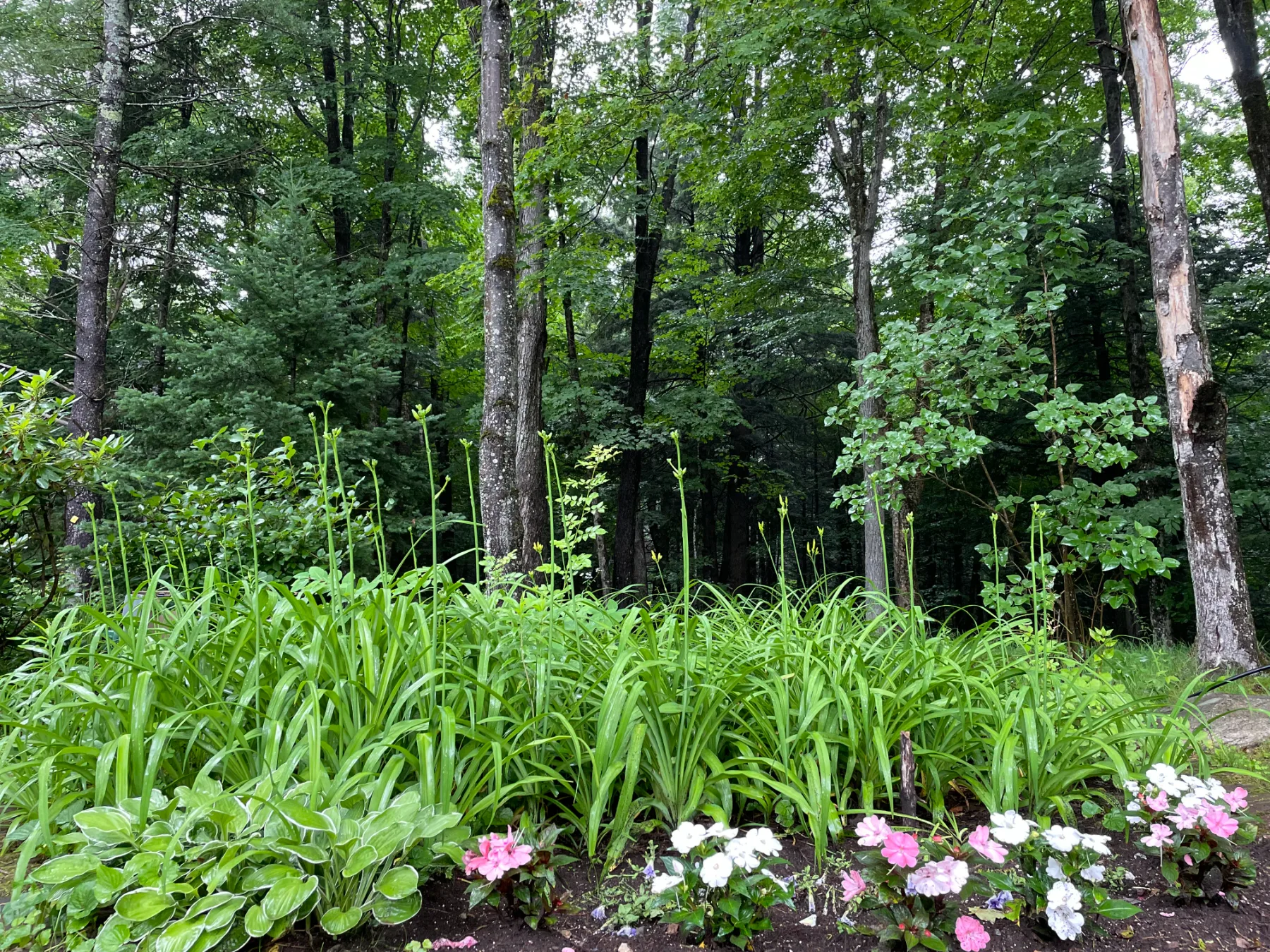 The garden's ferns and flowers at the forest edge
